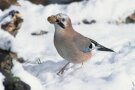 Der Eichelhäher – ein wichtiger Helfer der Waldbesitzer beim Waldumbau!