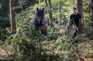 „Korbinian Arzberger mit einem seiner Rückepferde bei der Waldarbeit“