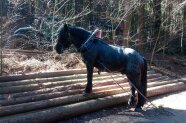 Pferd steht auf Holzstämme im Wald bereit zum Rücken