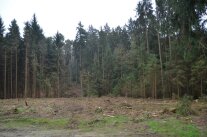 Im Vordergrund abgeholzte Waldfläche wegen Borkenkäfer.