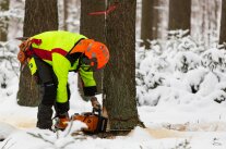 Baumfällung mit der Motorsäge im Winter