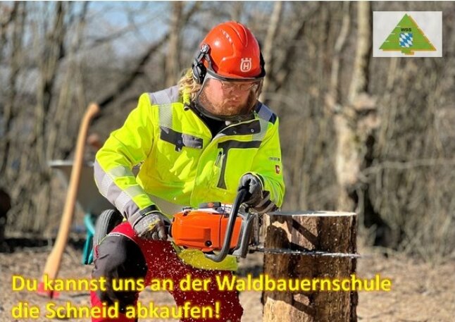 Mann kniet am Boden, schneidet mit Motorsäge am Baumstumpf eine Scheibe ab