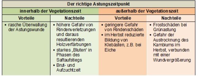 Tabelle der richtige Astungszeitpunkt